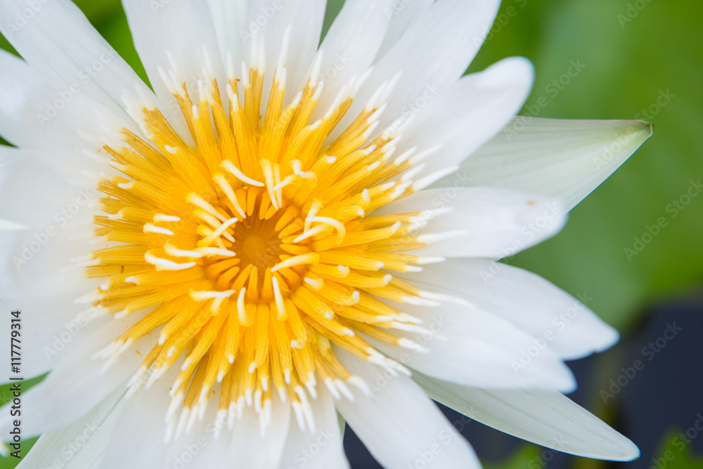 Close-up blooming white lotus flower Close-up blooming white lotus flower