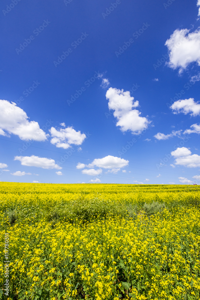 Yellow oilseed rape field under the blue sky