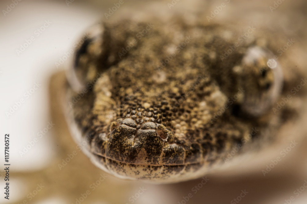 Fototapeta premium Close up, the house lizard, Thailand.