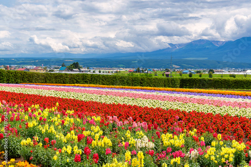 Tomita Farm
