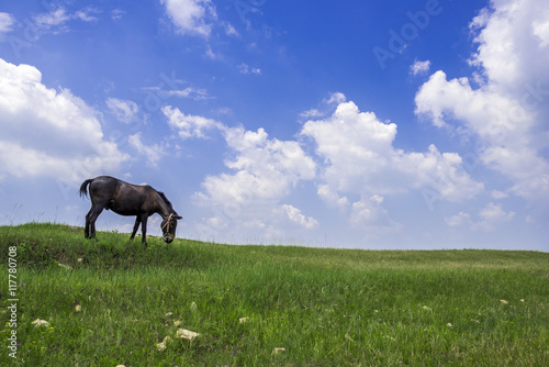 grassland landscape with grazing horse