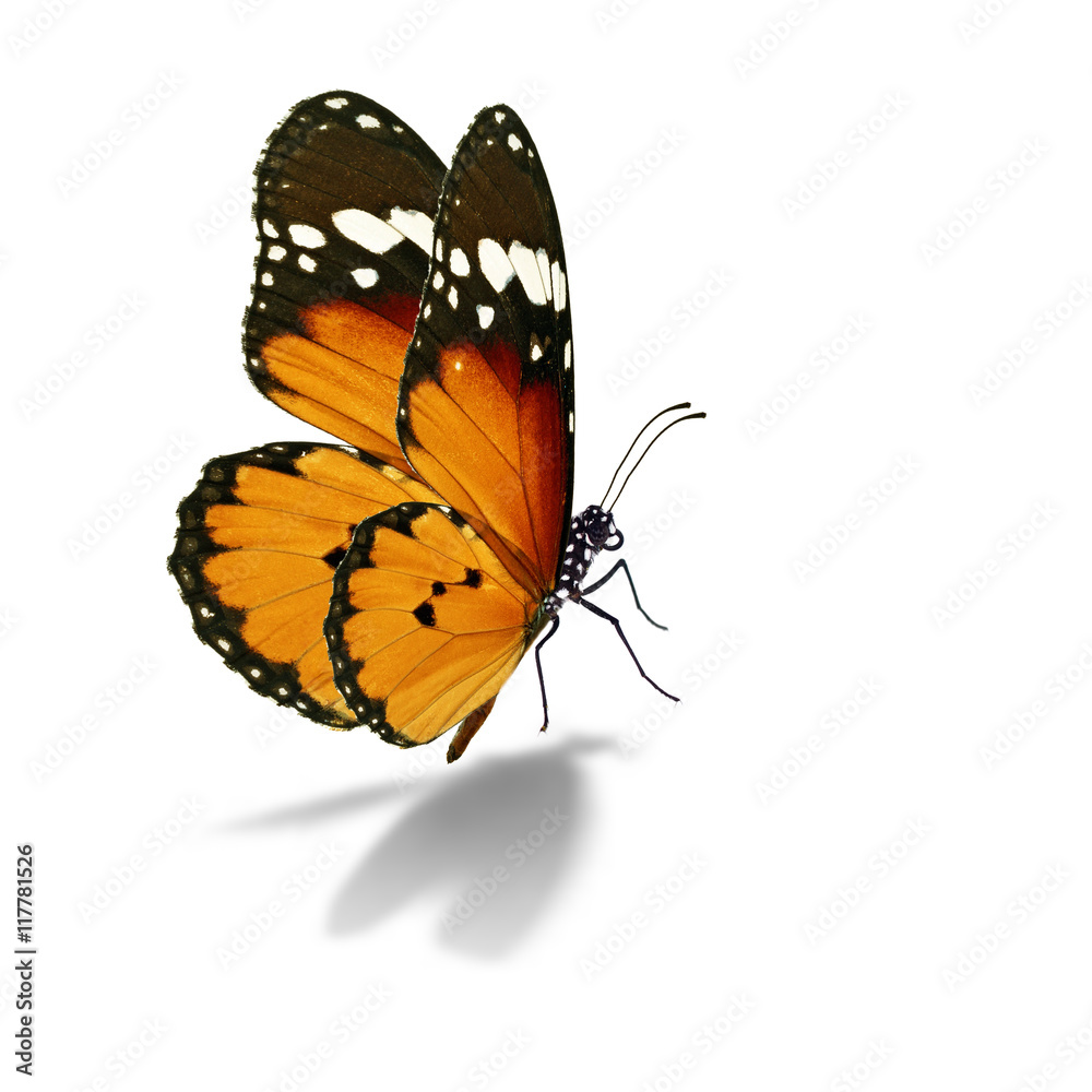 Beautiful monarch butterfly isolated on white background Stock Photo ...