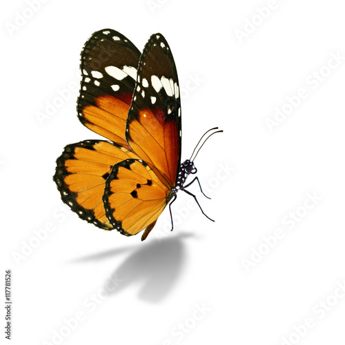 Canvas Print Beautiful monarch butterfly isolated on white background