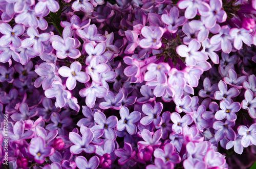 Branch with fresh blooming spring lilac flowers  on wooden background