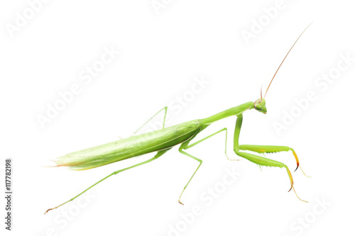 one green mantis isolated on white