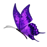 purple butterfly flying