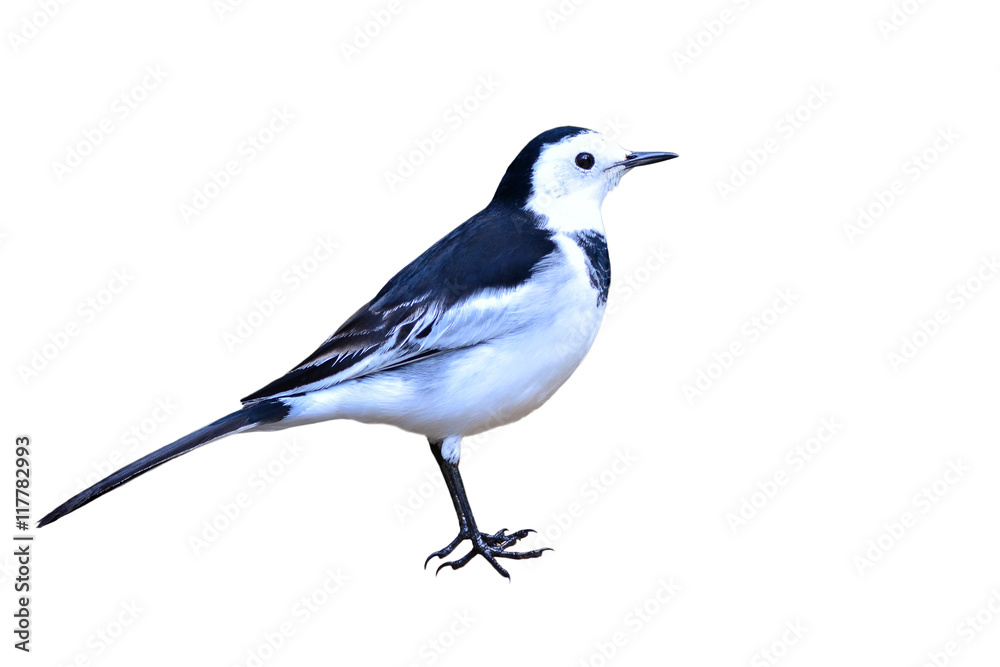 White Wagtail bird White Wagtail bird