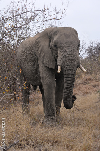 Elephant walking along safari ride. Naledi safari in Greater Kruger National Park.
