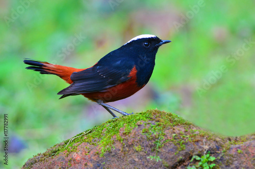 White-capped Water Redstart bird photo