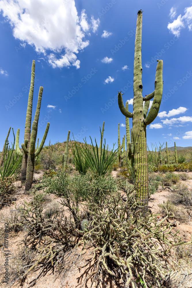 Saguaro National Park Saguaro National Park
