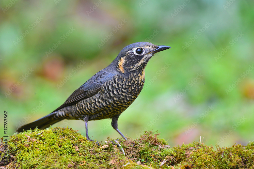 Chestnut-bellied Rock-thrush bird Chestnut-bellied Rock-thrush bird