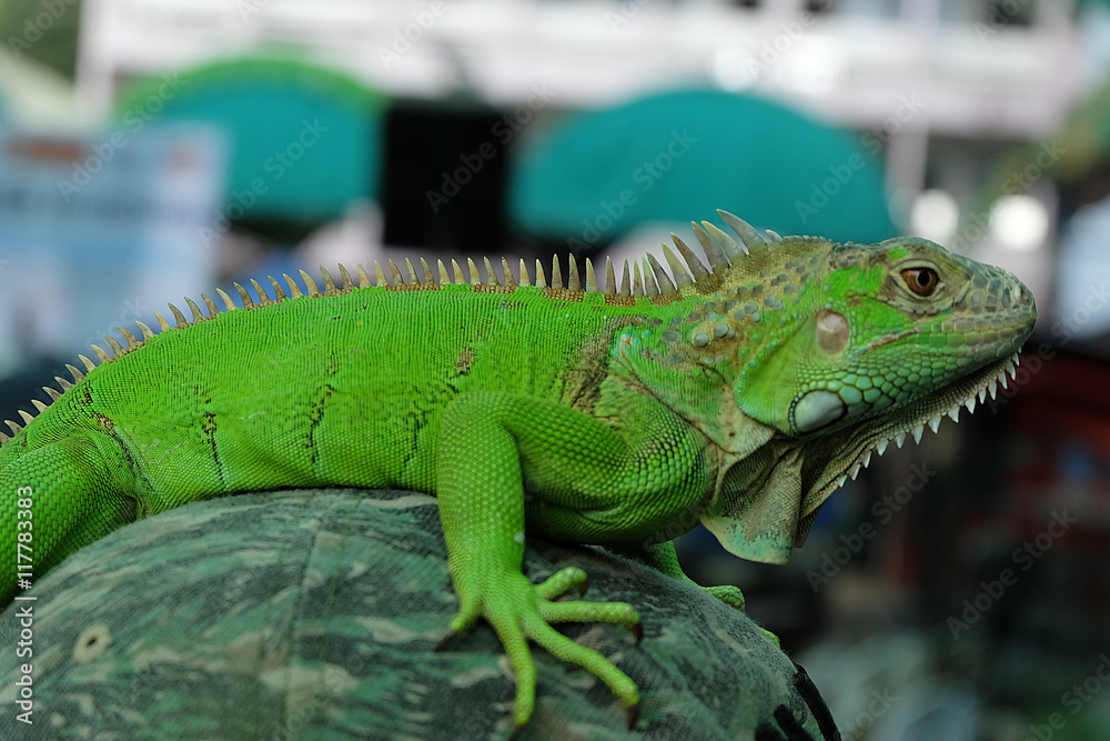 Fototapeta premium Green Iguana Portrait Closeup on shoulder