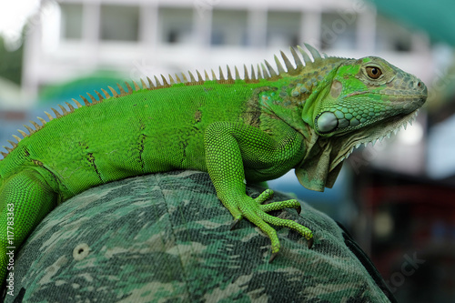 Green Iguana Portrait Closeup on shoulder