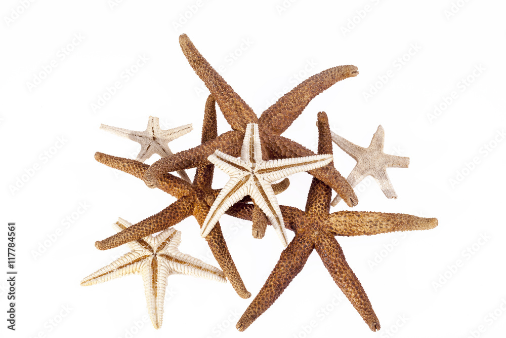 Sea stars isolated on white background Sea stars isolated on white background