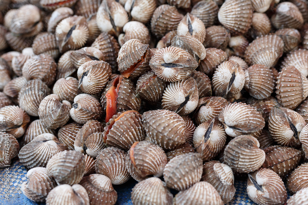 fresh cockles background fresh cockles background
