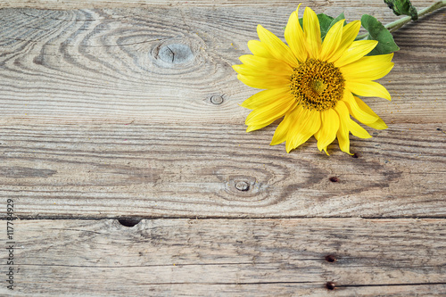 Background with sunflower on old wooden boards. Space for text.