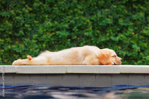 Funny photo of lazy little golden retriever labrador puppy lying stretched on swimming pool side. Training dogs, fun games and activities with family pet on summer vacations and weekends.
