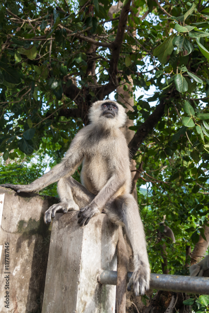 Obraz premium A langur monkey