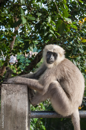  A langur monkey