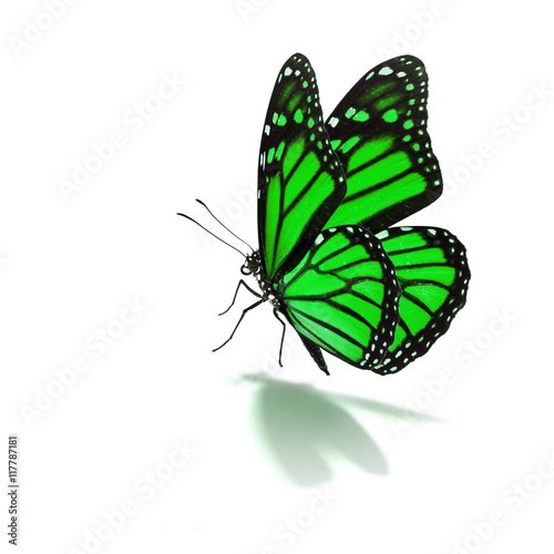 Photography green butterfly