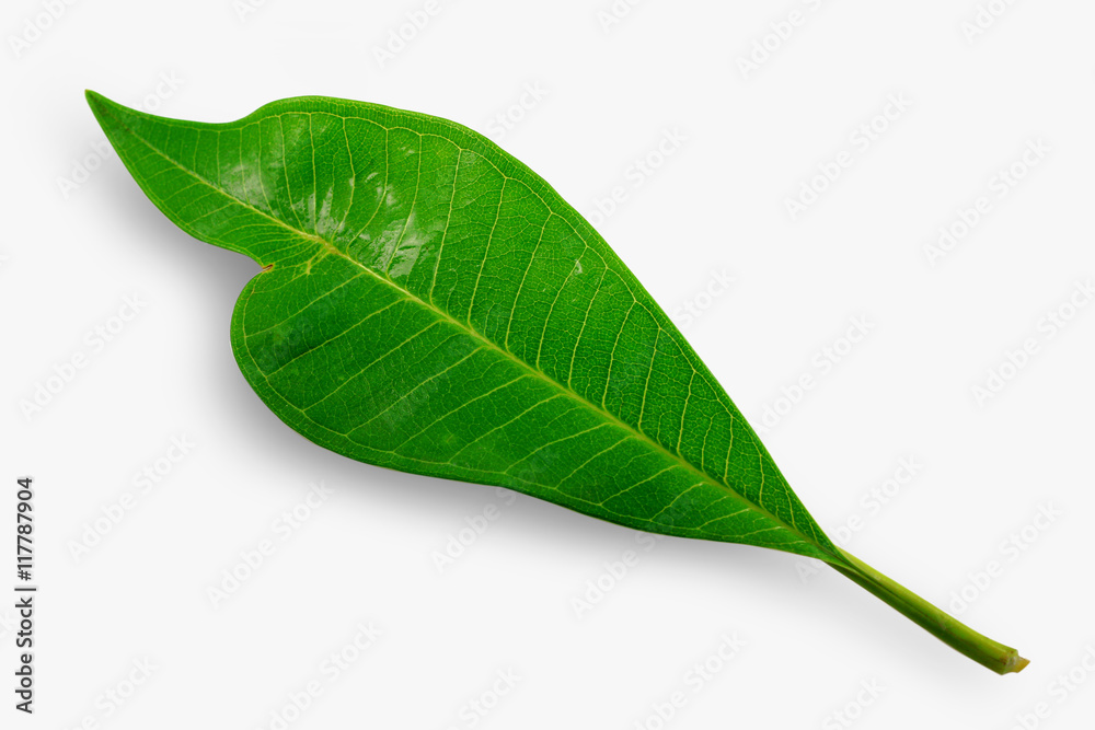 Obraz premium green leaf on isolate