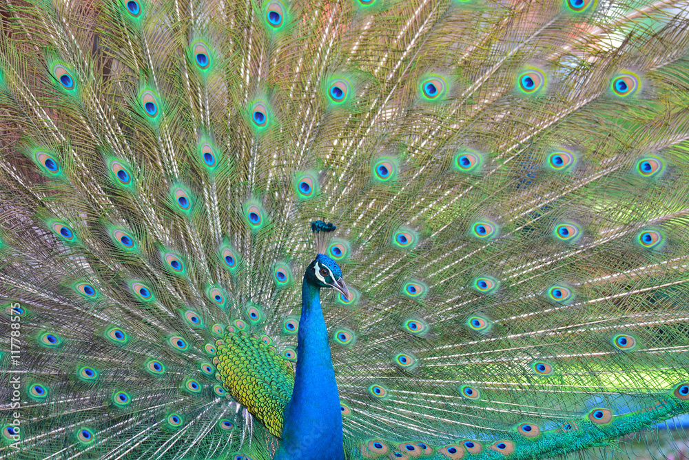 Obraz premium peacock