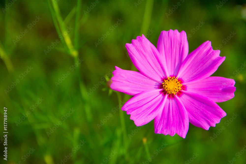 Flower Flower