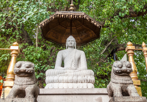 A stone statue of Buddha under a banyan tree in the Kelaniya Temple, Sri Lanka. photo