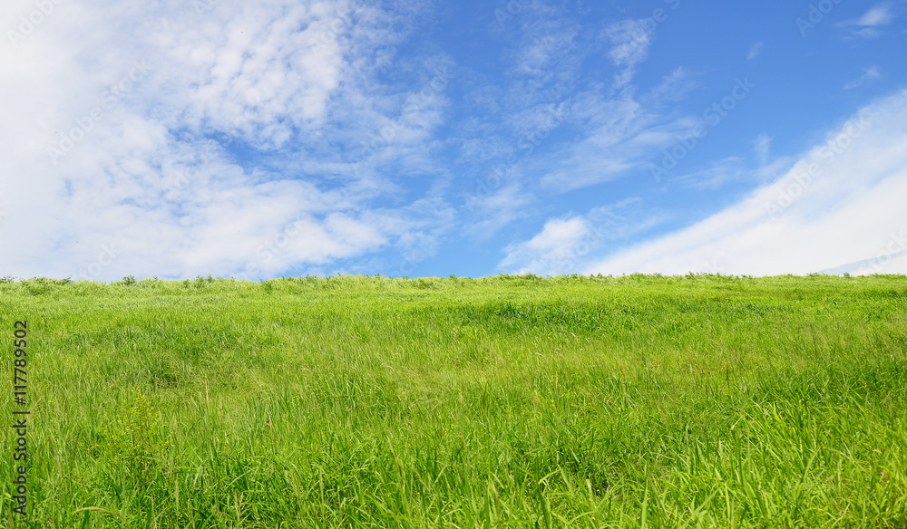 Green field and blue sky with light clouds
