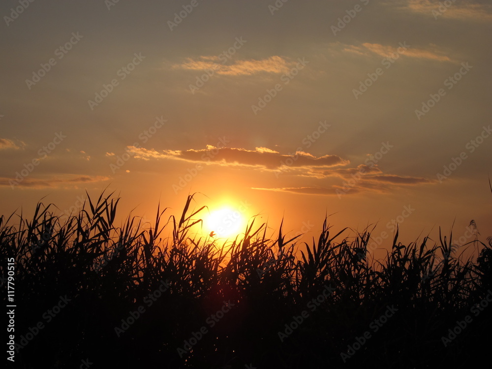Bulrushes against sunlight over sky background in sunset