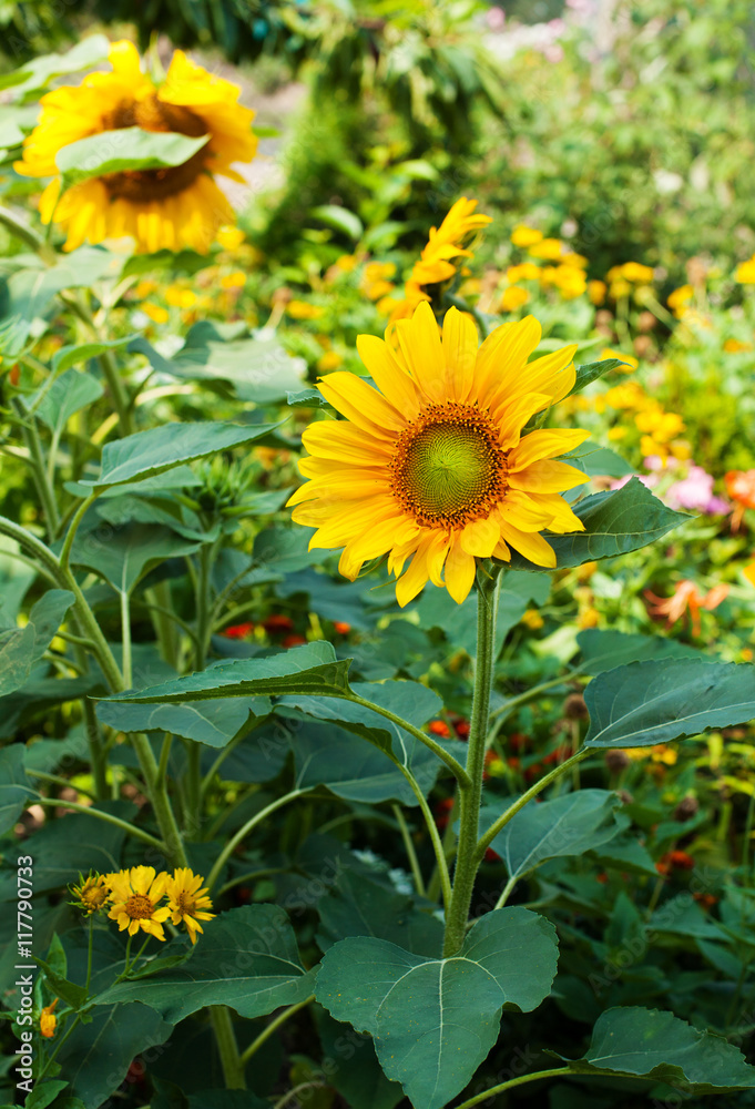 Obraz premium sunflowers in the garden