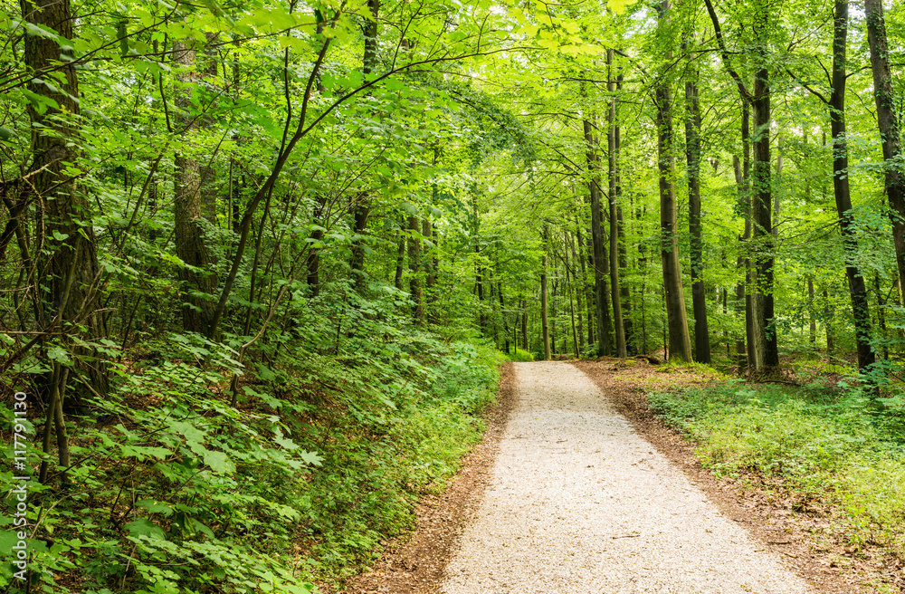 Fototapeta premium Natur Weg Wald Bäume 