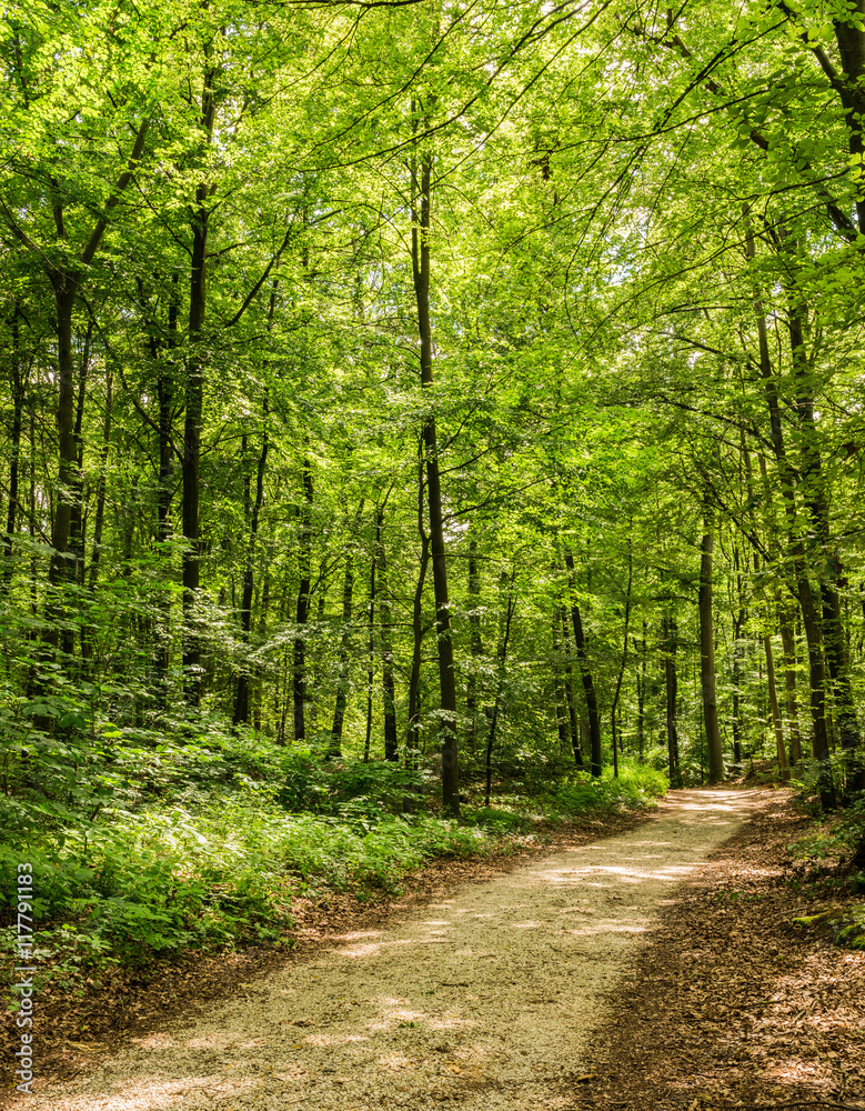 Wald Weg Bäume Blattwerk Grün Wald Weg Bäume Blattwerk Grün