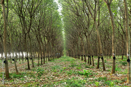 Para rubber tree garden in Thailand