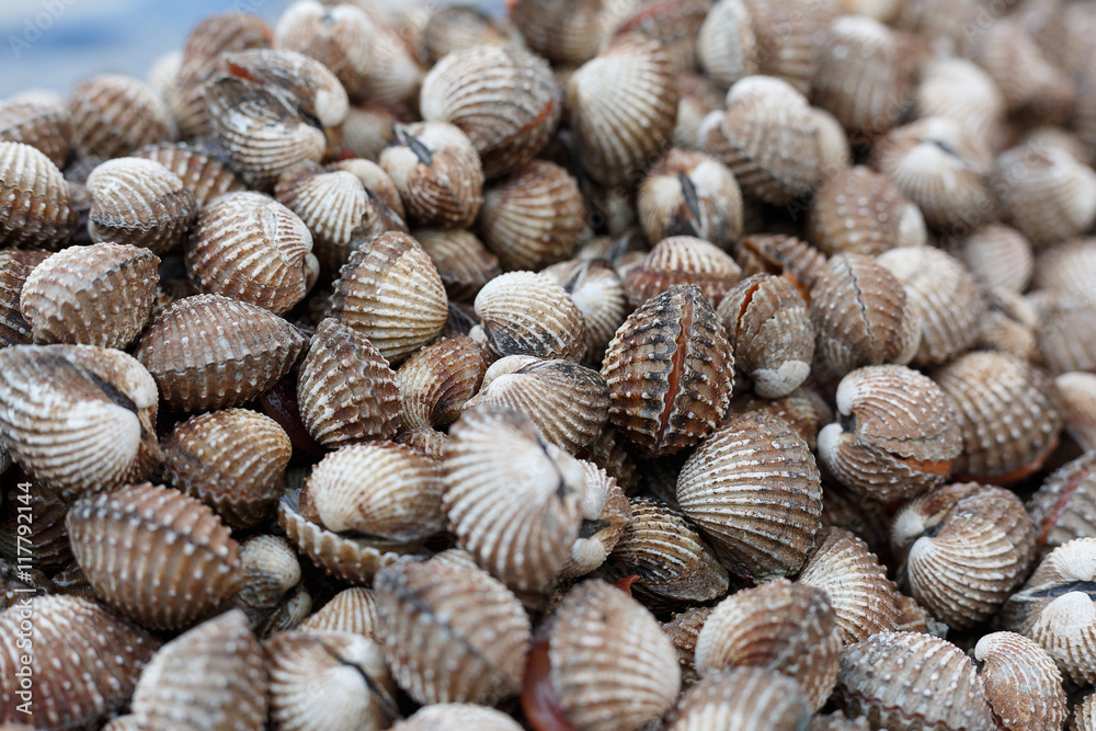 fresh cockles background fresh cockles background