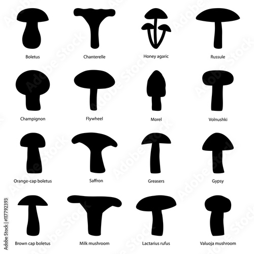 Set of silhouettes of edible mushrooms, vector illustration