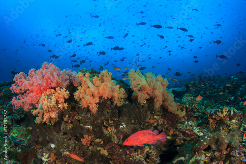Coral reef underwater sea ocean