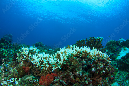 Coral bleaching. Dead coral because climate change, global warming, rising sea temperatures, pollution. © Richard Carey