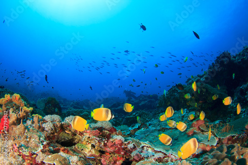 Fototapeta Naklejka Na Ścianę i Meble -  Scuba dive. Coral reef underwater and female scuba diver