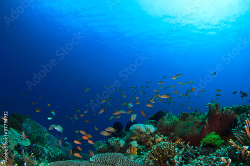 Coral reef underwater sea ocean © Richard Carey