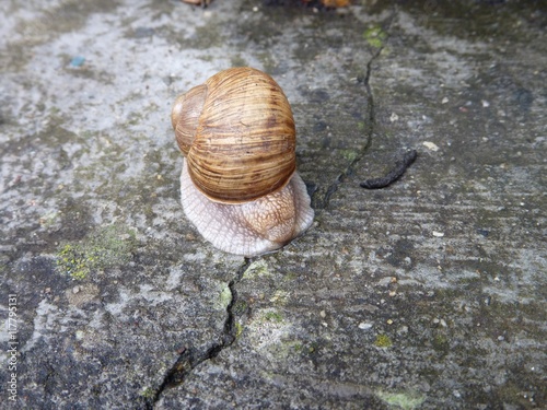 snail with a shell on a grey tile