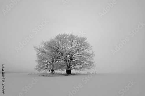 Черно-белый зимний пейзаж с большими заснеженными деревьями в поле 