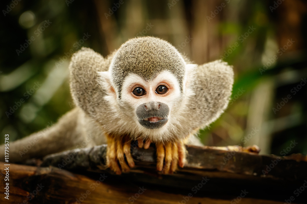 Obraz premium Wiewiórka małpa w ekwadorskiej dżungli