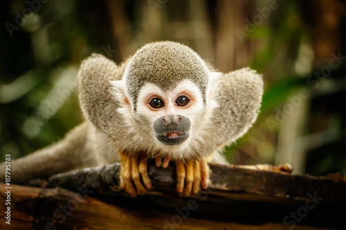 Squirrel monkey in ecuadorian jungle