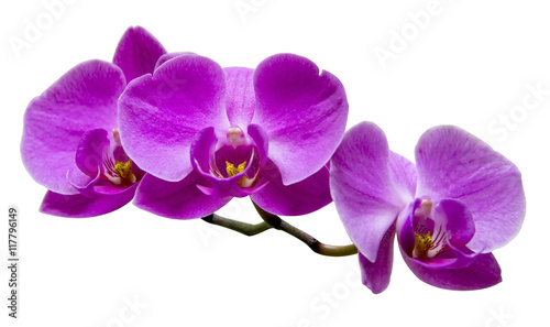 Purple orchid on white photo