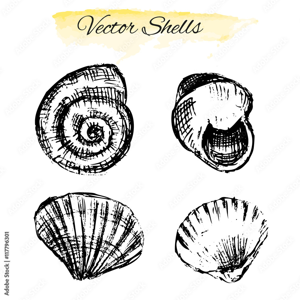 Seashells hand drawn vector graphic etching sketch isolated on white ...