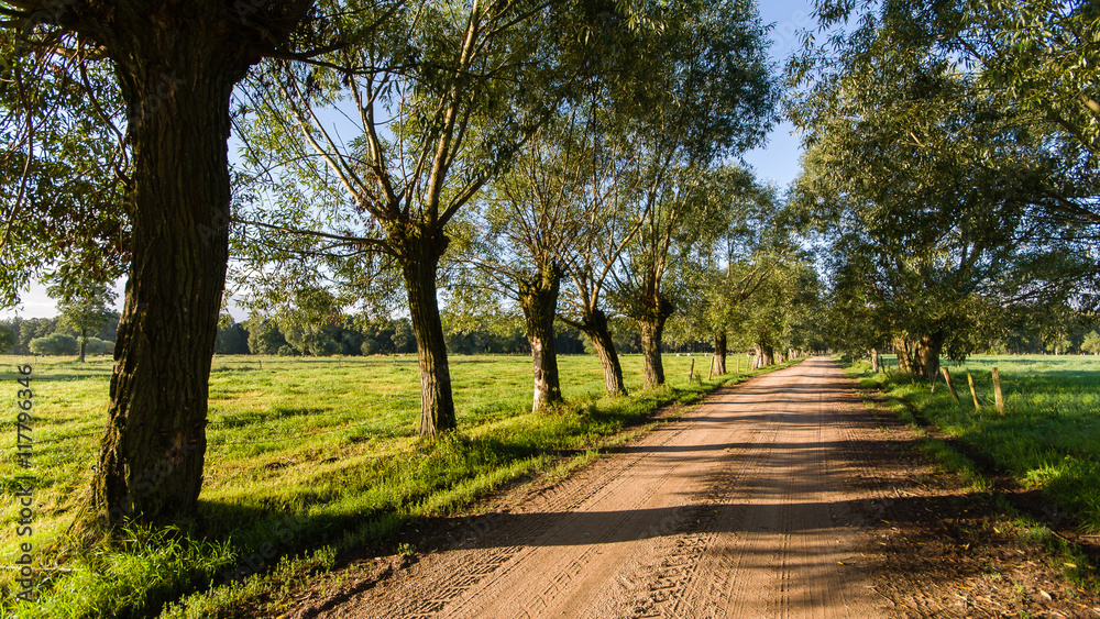 Obraz premium Polna droga