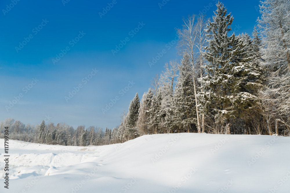 The snowy forest in January