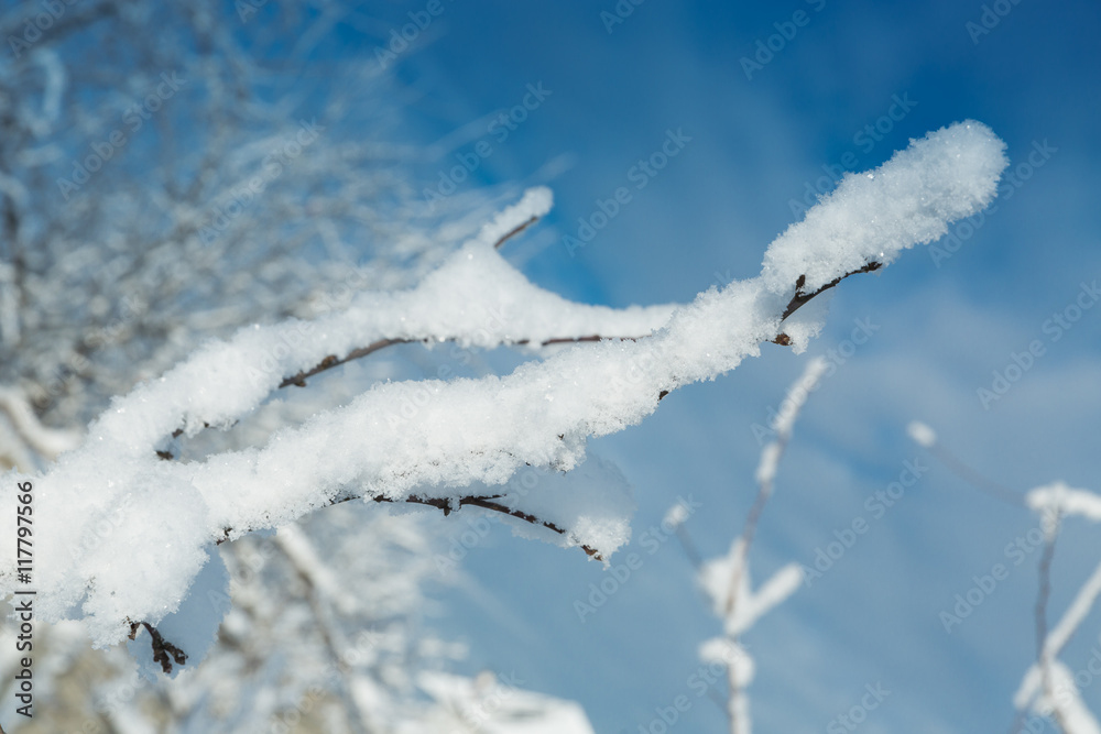 The snowy trees in January