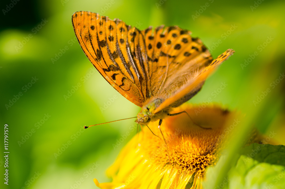 Obraz premium Butterfly